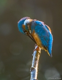 Kingfisher 3, Netherlands